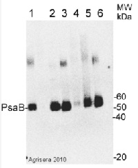 PsaB | PSI-B core subunit of photosystem I in the group Antibodies Plant/Algal / Global Antibodies at Agrisera AB (Antibodies for research) (AS10 695)